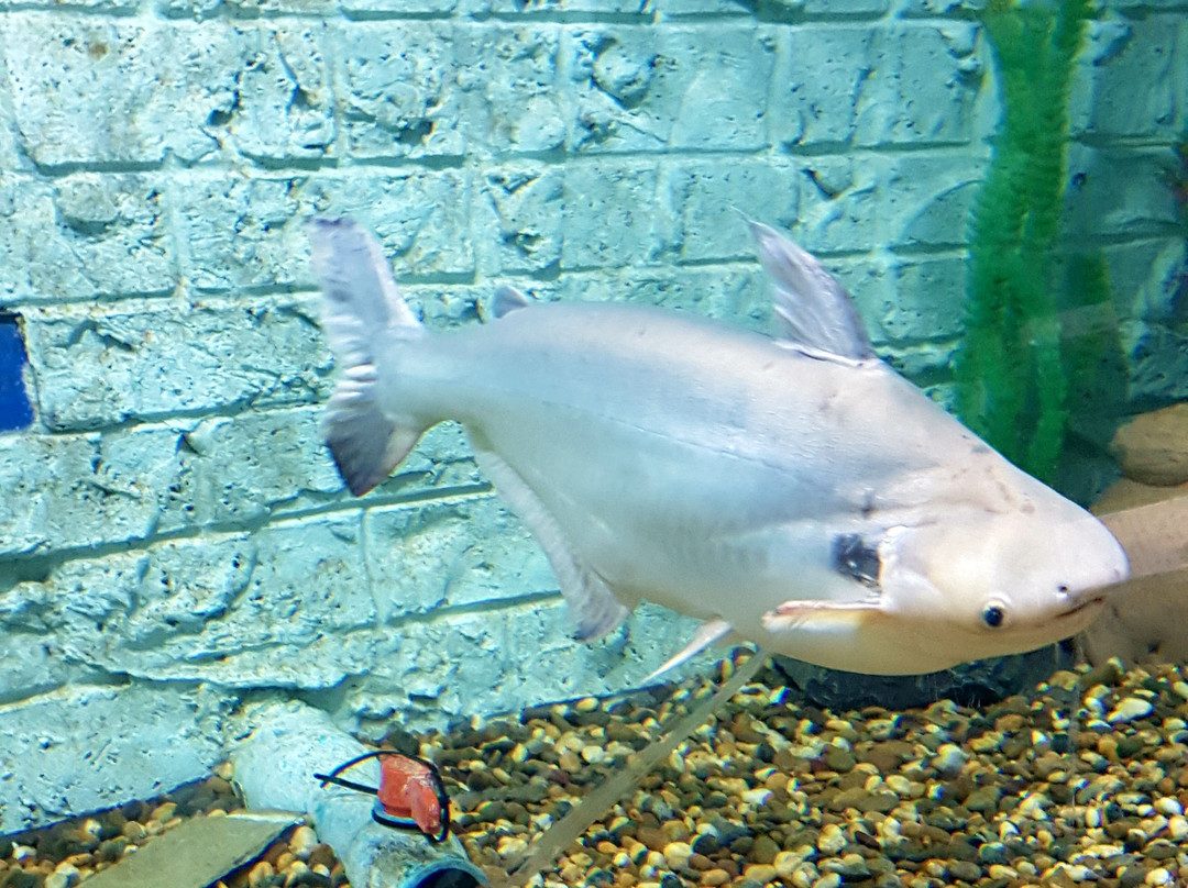 Nong Khai Aquarium景点图片