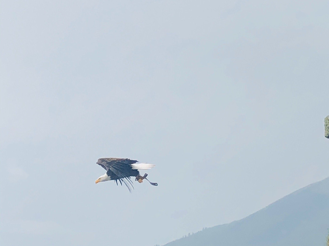 Condor Park景点图片