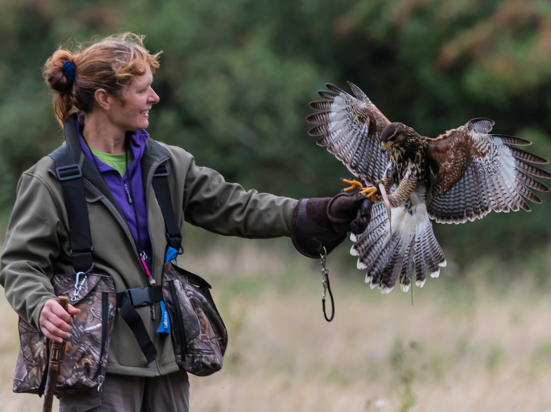 Hampshire Hawk Walks景点图片