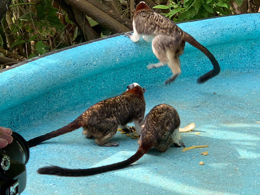 Gamboa Rainforest Resort Monkey Island Tour景点图片