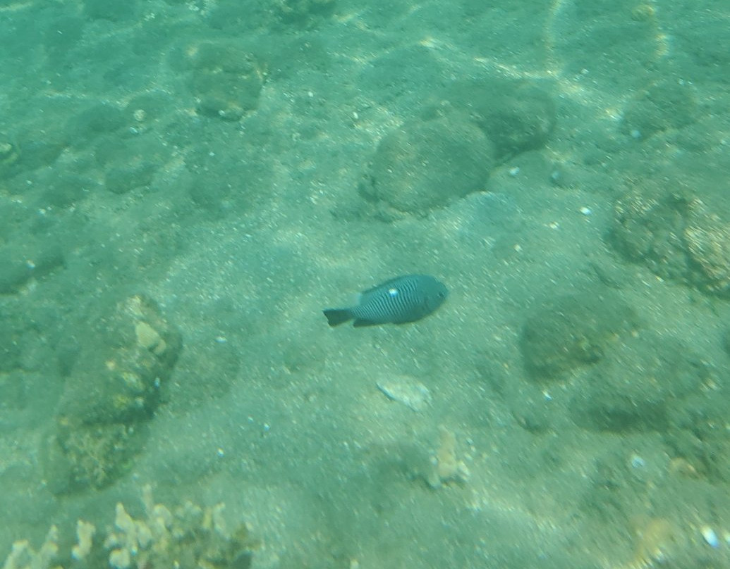 Bubblemaker Dive and Beach Resort主图