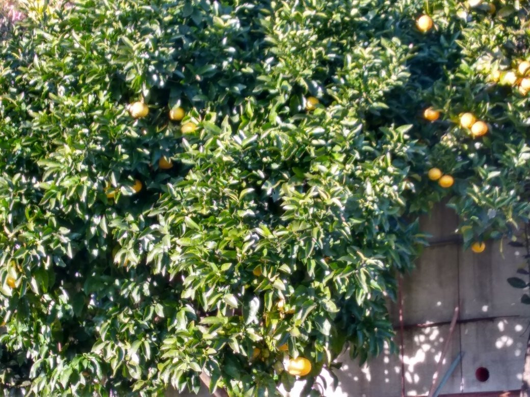 Parco Degli Agrumi-Cannero Riviera必去景点