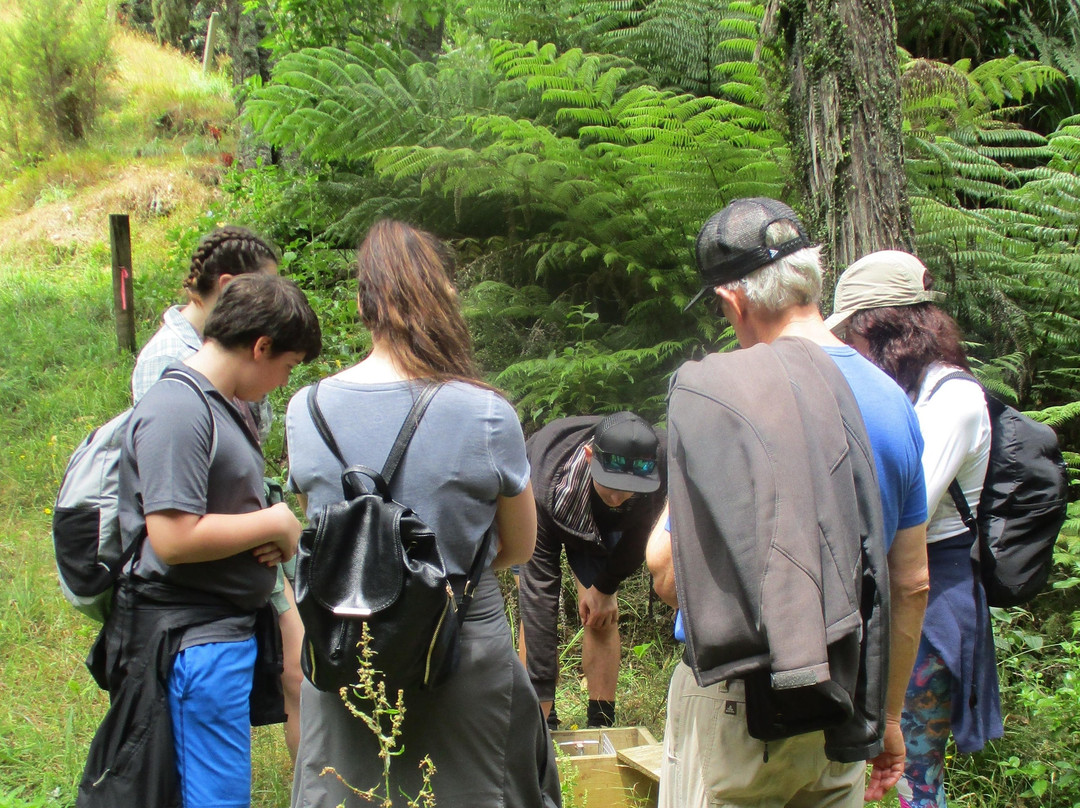 Wild Adventures New Zealand - Auckland Hiking Tours-奥克兰必去景点