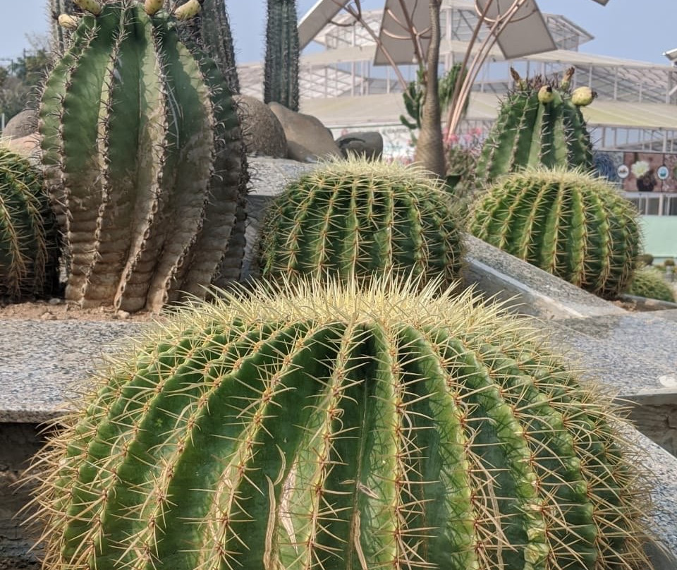 Cactus Garden-Kevadia必去景点
