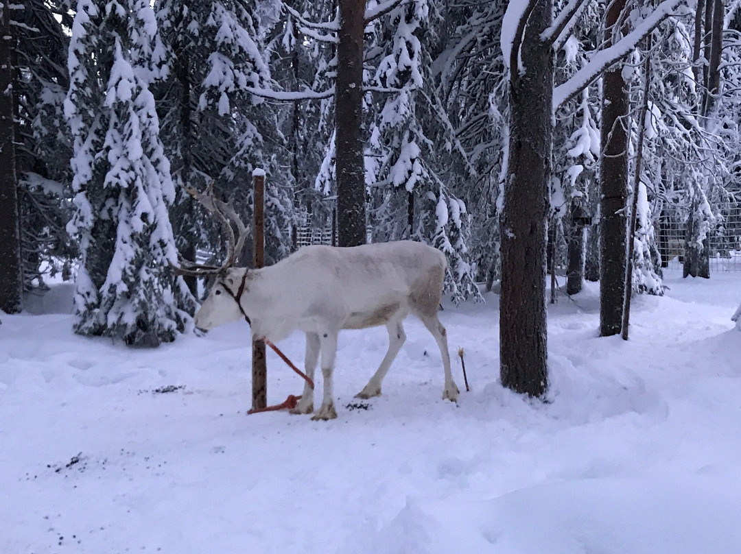 Palosaari Reindeer and Fishing Farm-库萨莫必去景点