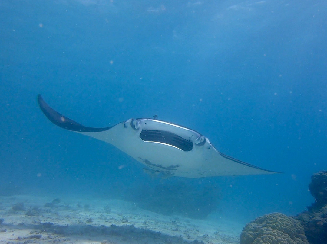 Tikehau Ocean Tour-提克豪环礁必去景点