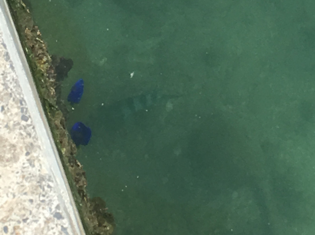 Huahine Pearl Farm-Huahine必去景点