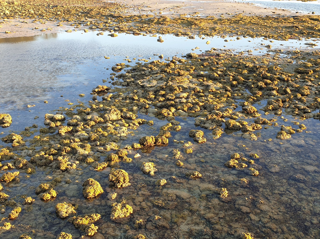 Ceduna Jetty-Ceduna必去景点