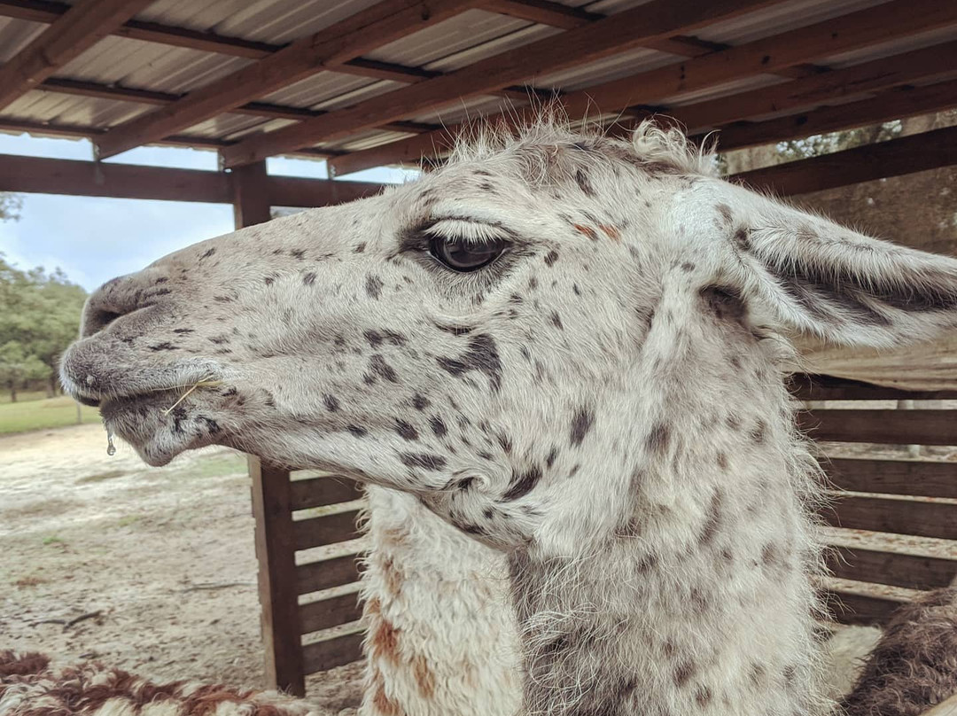 LunaSea Alpaca Farm景点图片
