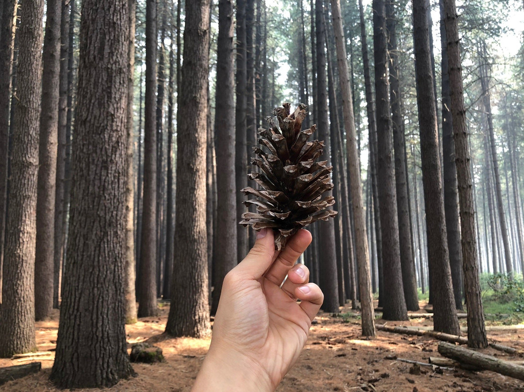 Sugar Pine Walk景点图片