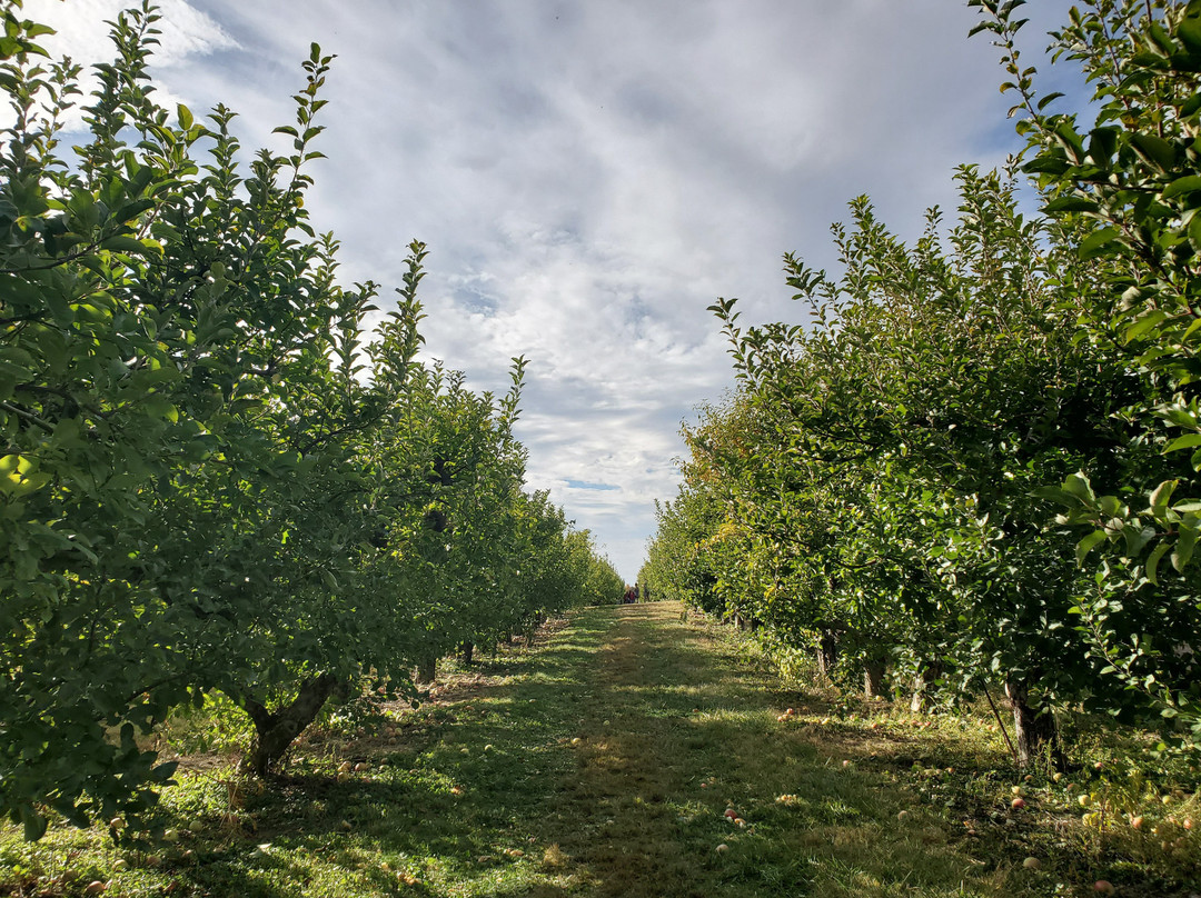 Lynd's Fruit Farm-Pataskala必去景点