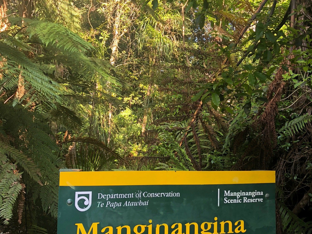 Manginangina Kauri Walk景点图片
