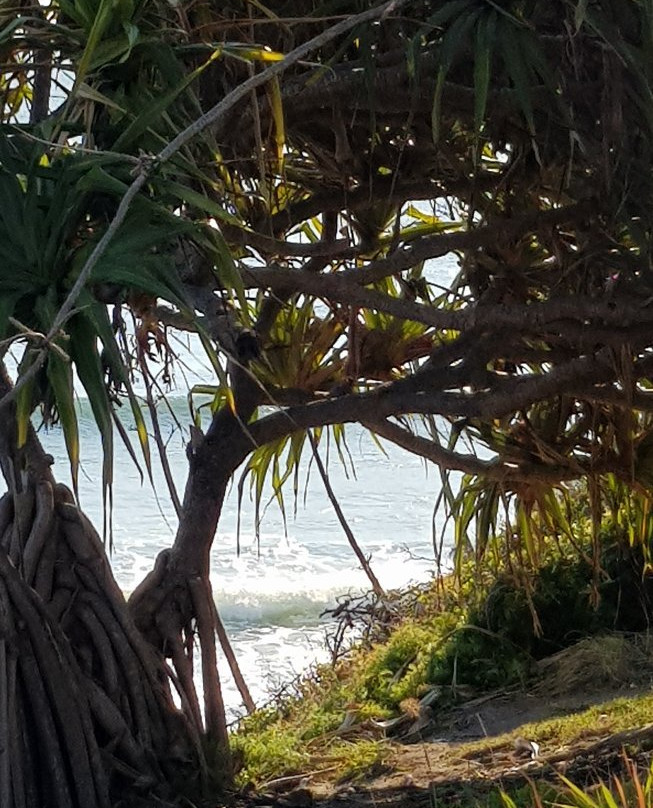 Caloundra Headland Memorial Walkway景点图片