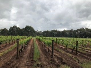 Pennyweight Winery-比奇沃思必去景点