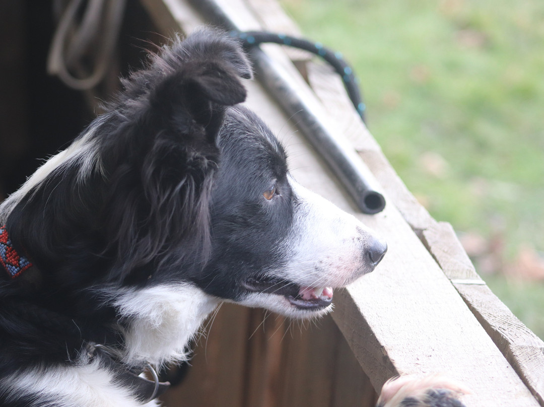 Lake District Sheepdog Experience景点图片