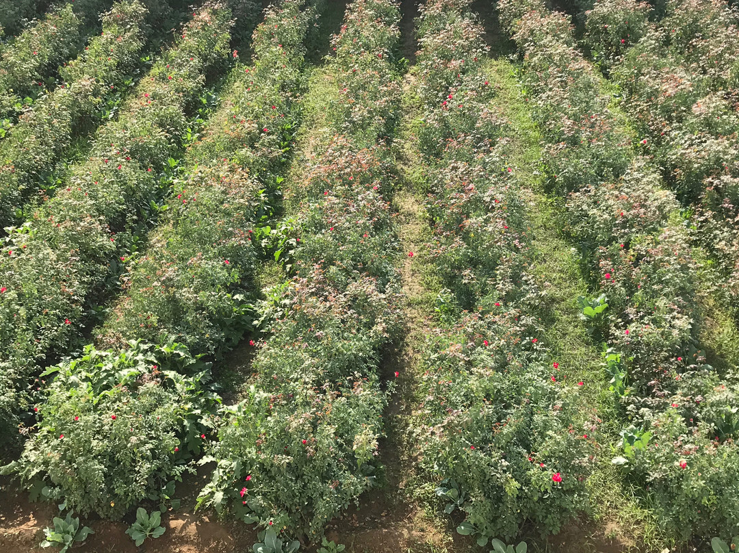 OYO 30275 The Sunrise Resort Pushkar主图