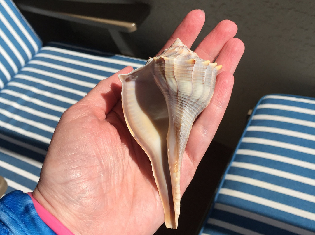 Treasure Seekers Shell Tours-Goodland必去景点