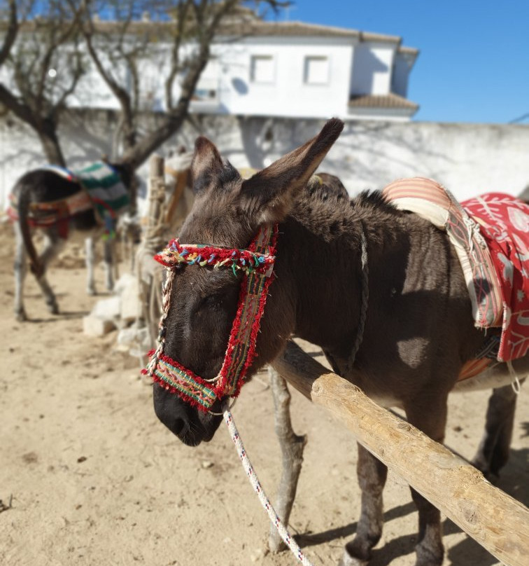 Los burros de Juanino景点图片