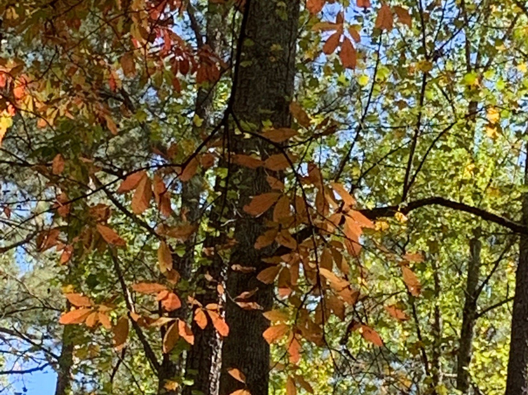 Sope Creek Trail-玛丽埃塔必去景点