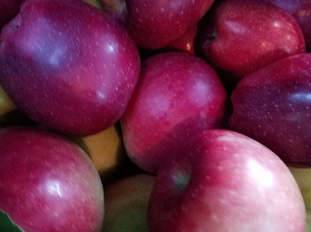 Rocky Brook Orchard-米德尔敦必去景点