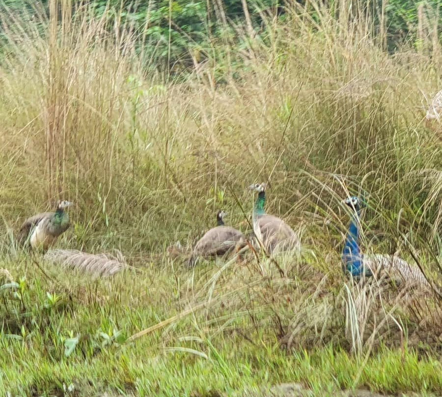 Chitwan Jungle Safari-奇旺国家公国必去景点