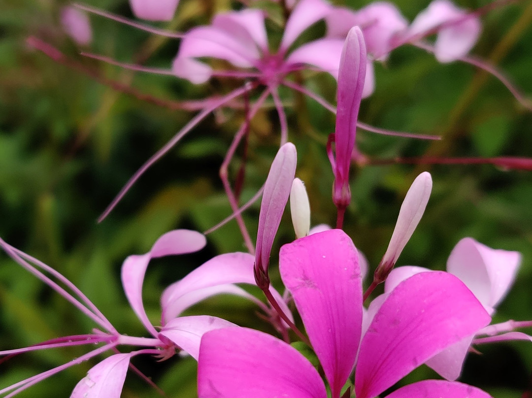 Vihar Homestay主图