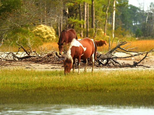 Proud Mary Charters-钦科蒂格岛必去景点