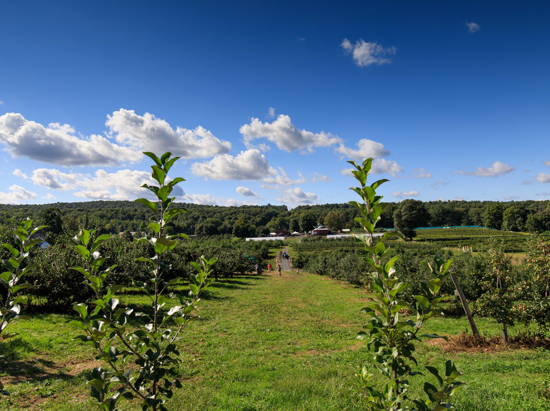 Wilklow Orchards景点图片