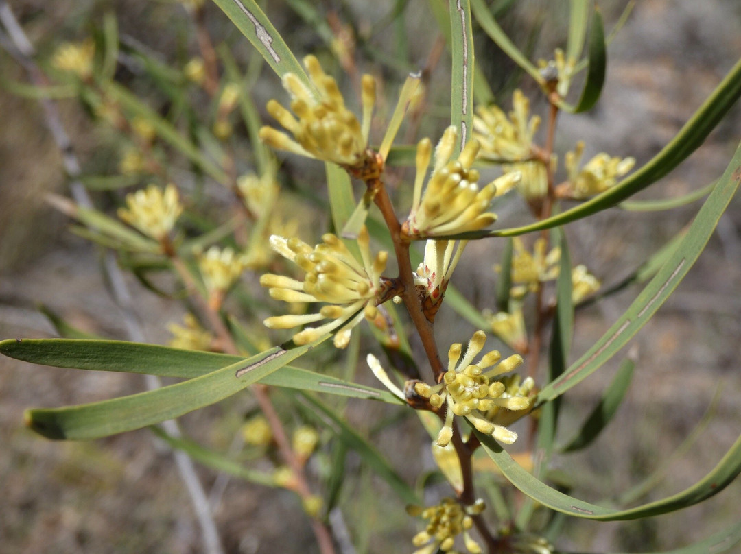 Boyagin Rock Nature Reserve-Pingelly必去景点