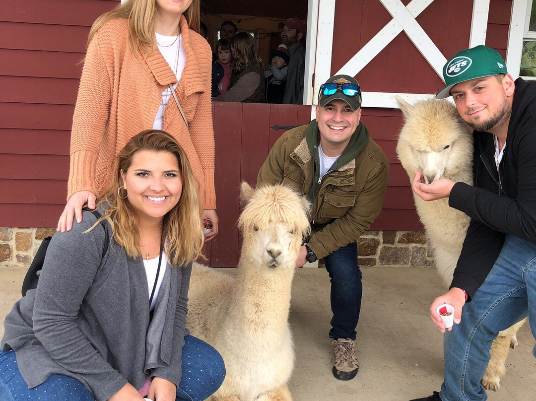 Pottersville旅游景点-Bluebird Farm Alpacas