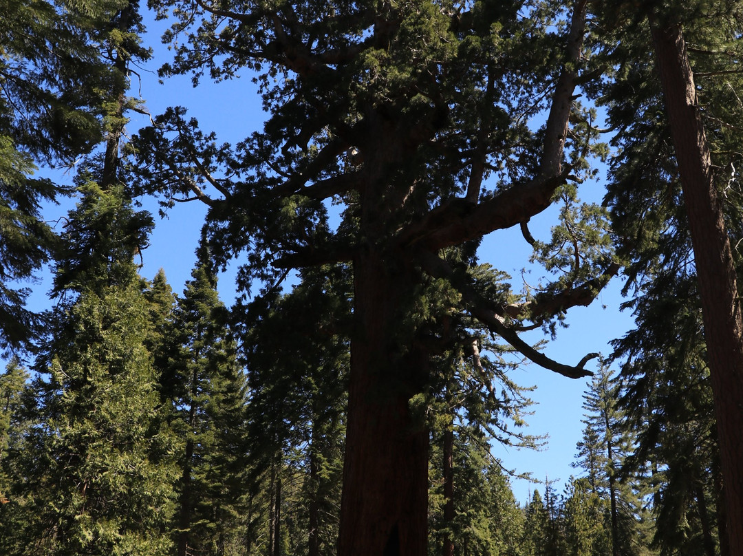 Grizzly Giant Tree-优胜美地国家公园必去景点