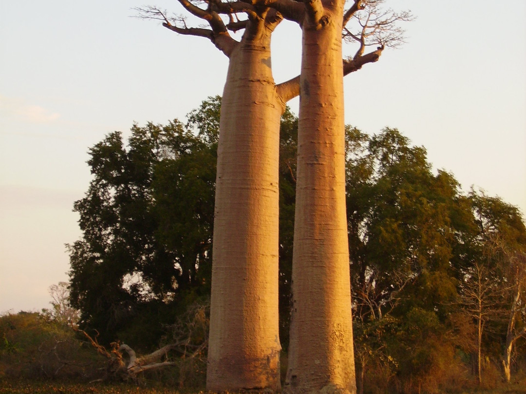 Avenue of the Baobabs景点图片