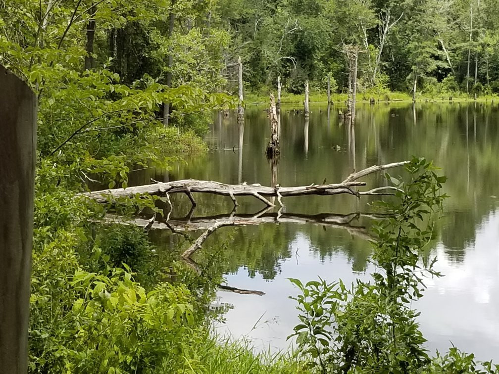 Boyd Pond Park景点图片