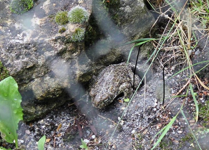 New Forest Reptile Centre景点图片