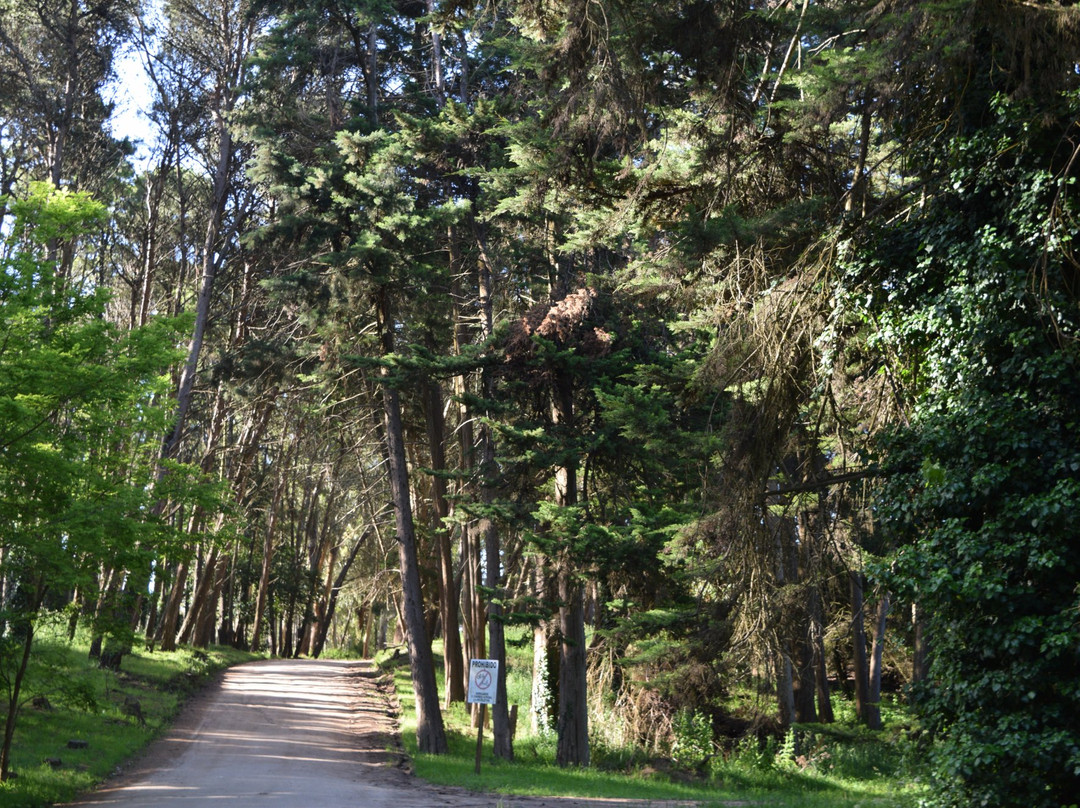 Bosque del Vivero景点图片
