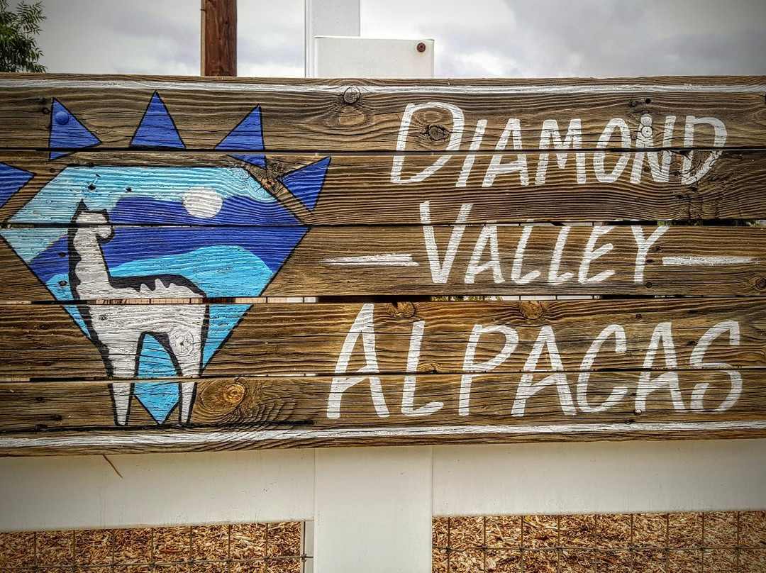 Diamond Valley Alpacas景点图片