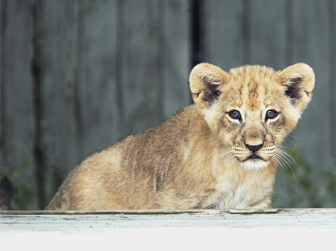 那不勒斯植物园-那不勒斯必去景点