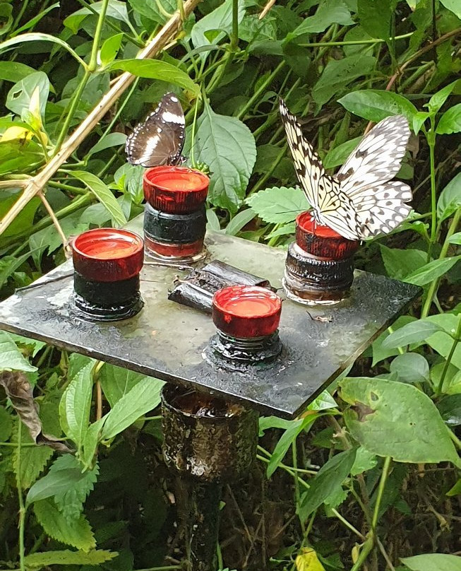 Au Paradis du Papillon景点图片