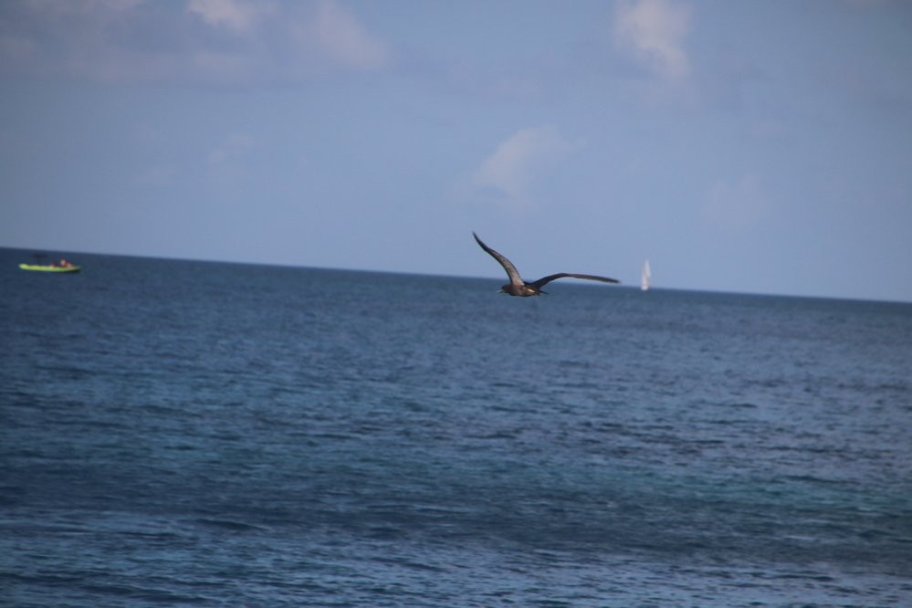 Parc a Boeuf Beach景点图片