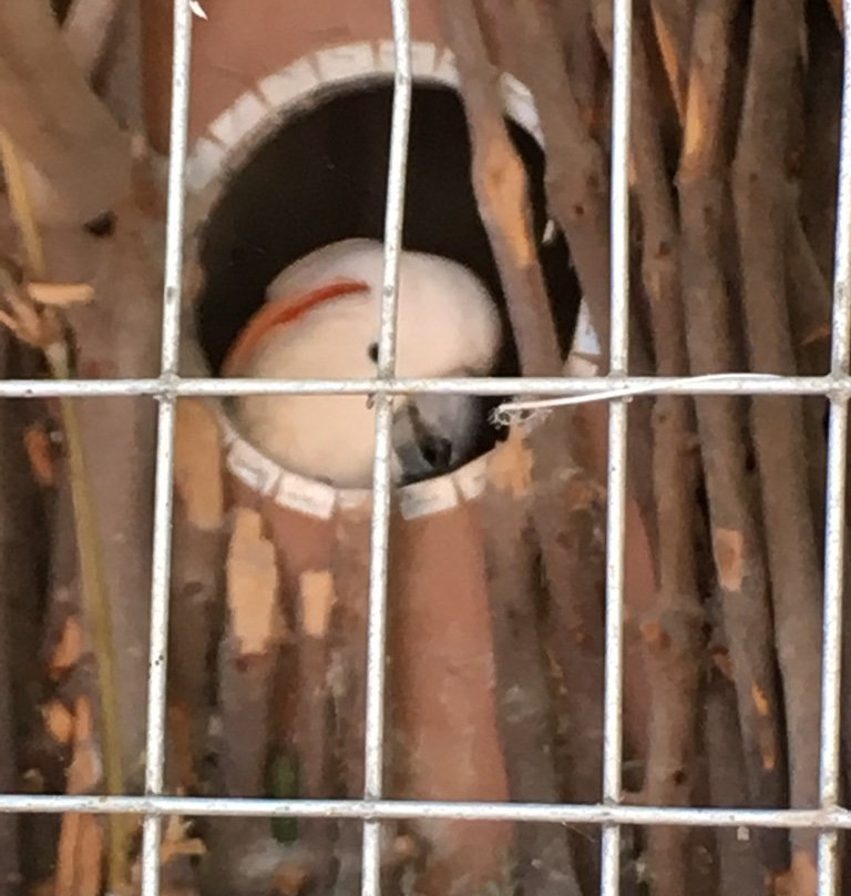 Zoologico Parque del Nino景点图片