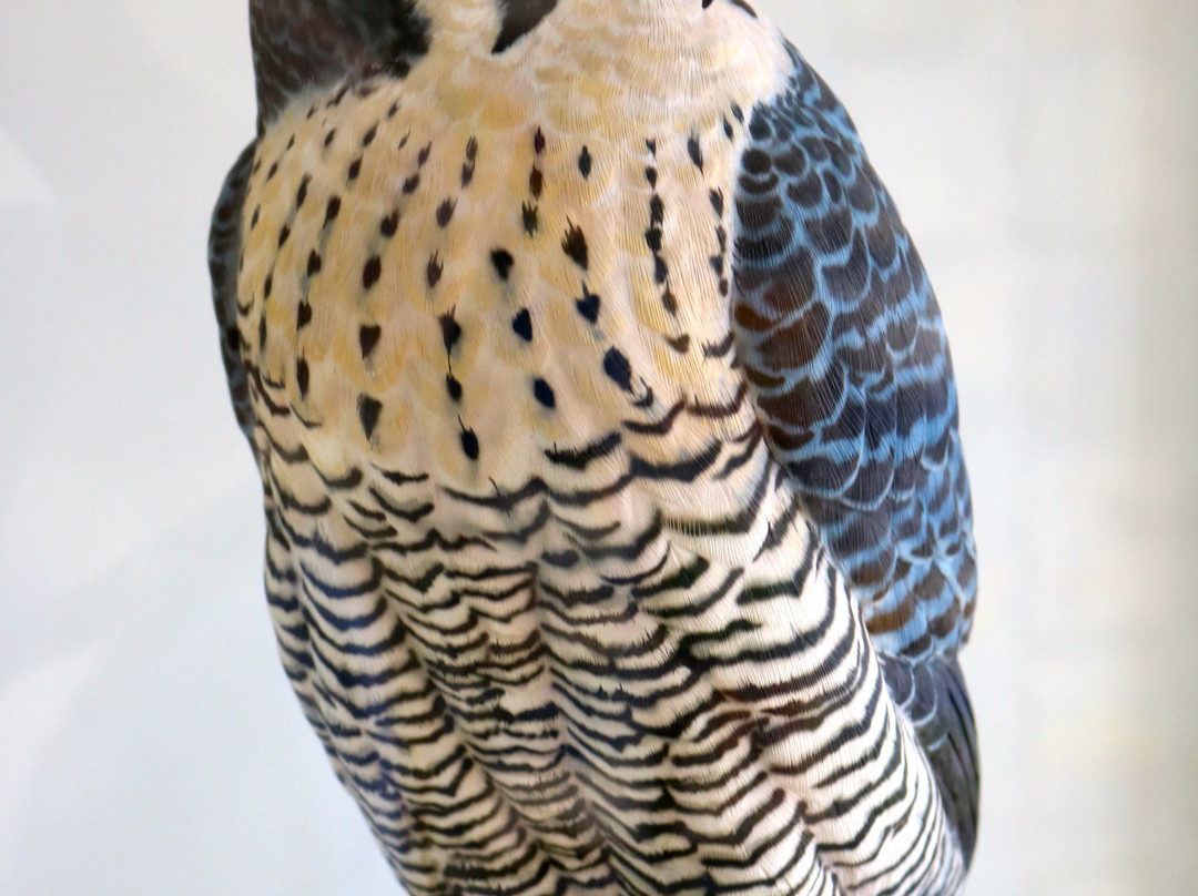 Shepody National Wildlife Area景点图片