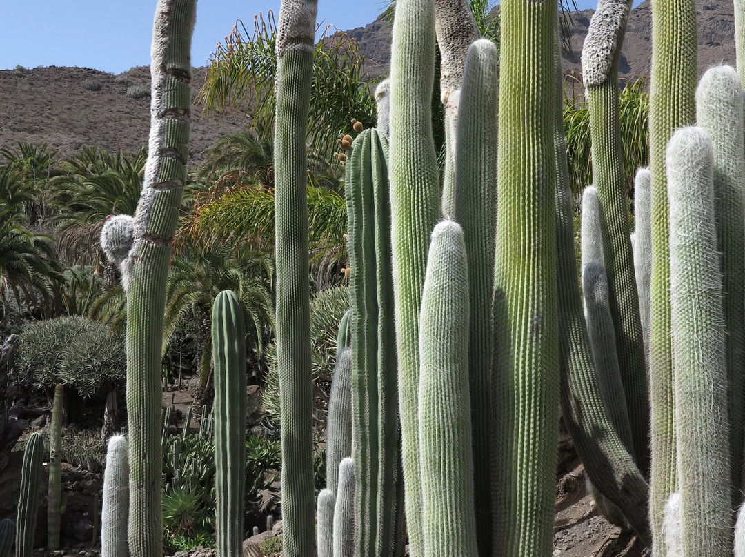 Cactualdea Park景点图片
