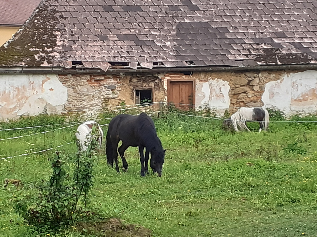 Landgasthof zur Blauen Traube主图