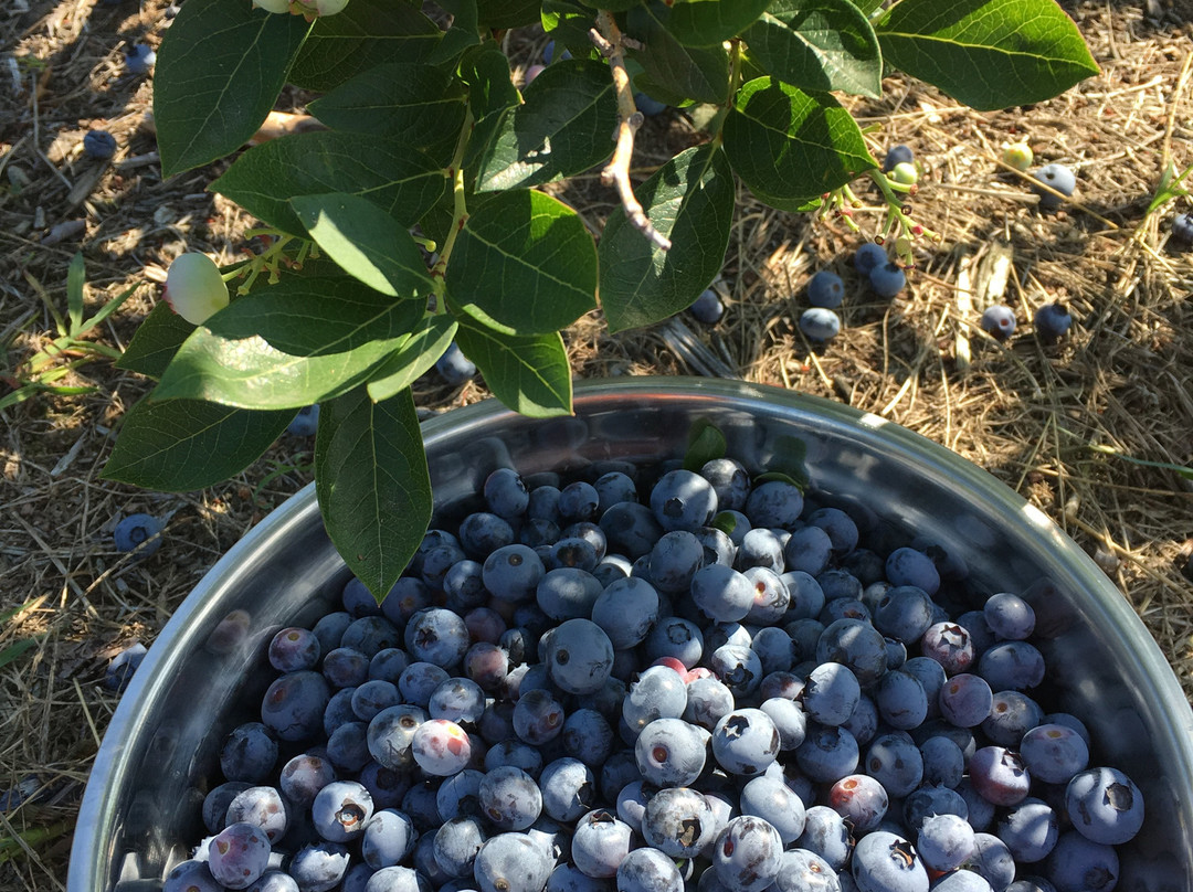 Wilmot Orchards景点图片