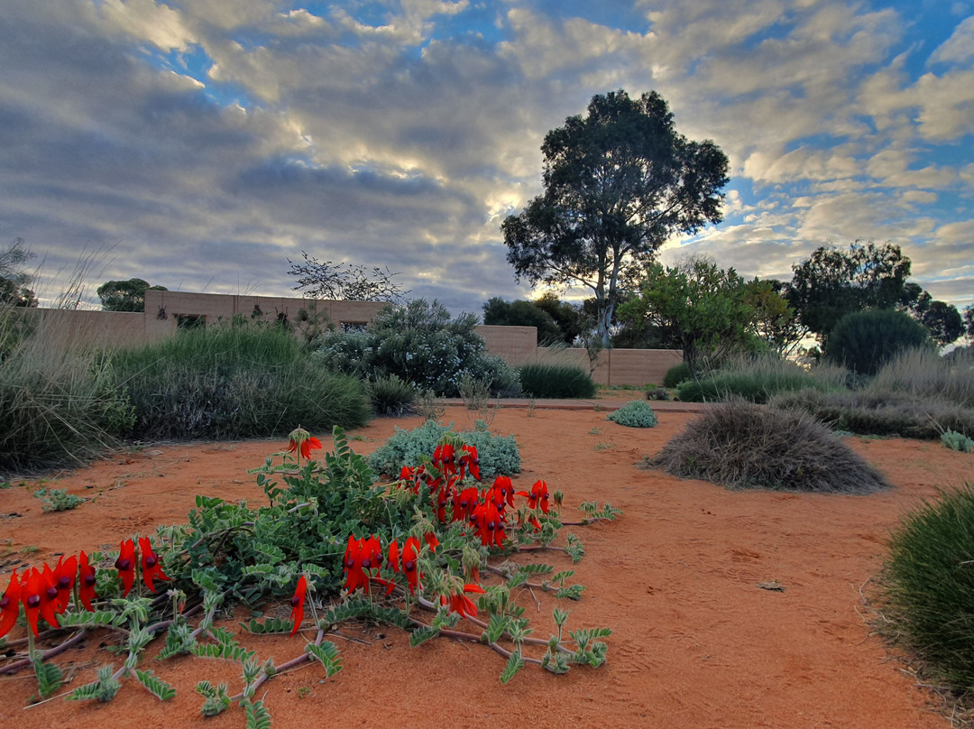 Port Augusta旅游景点-Australian Arid Lands Botanic Garden