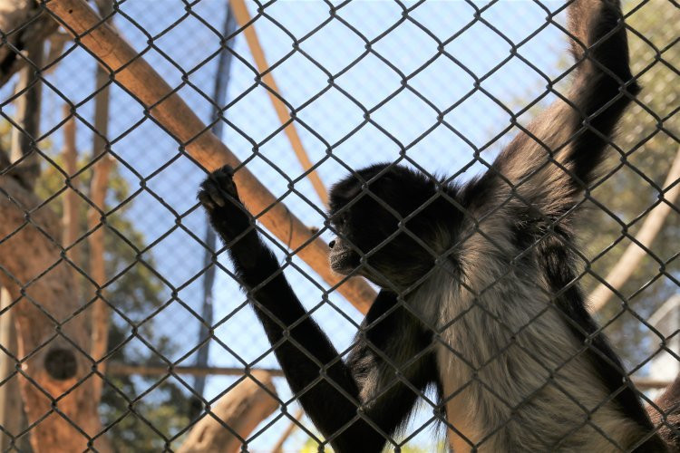 Micke Grove Zoo-洛迪必去景点