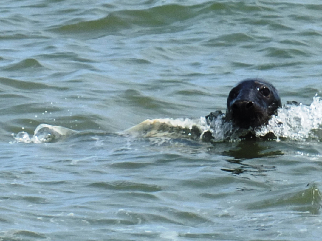 Seal Trips at Yarmouth景点图片