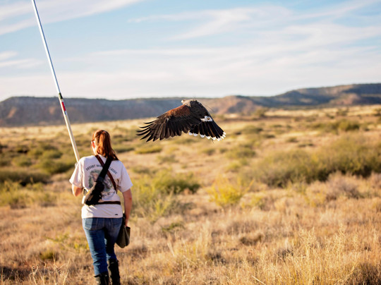 International Raptor & Falconry Center-弗拉格斯塔夫必去景点