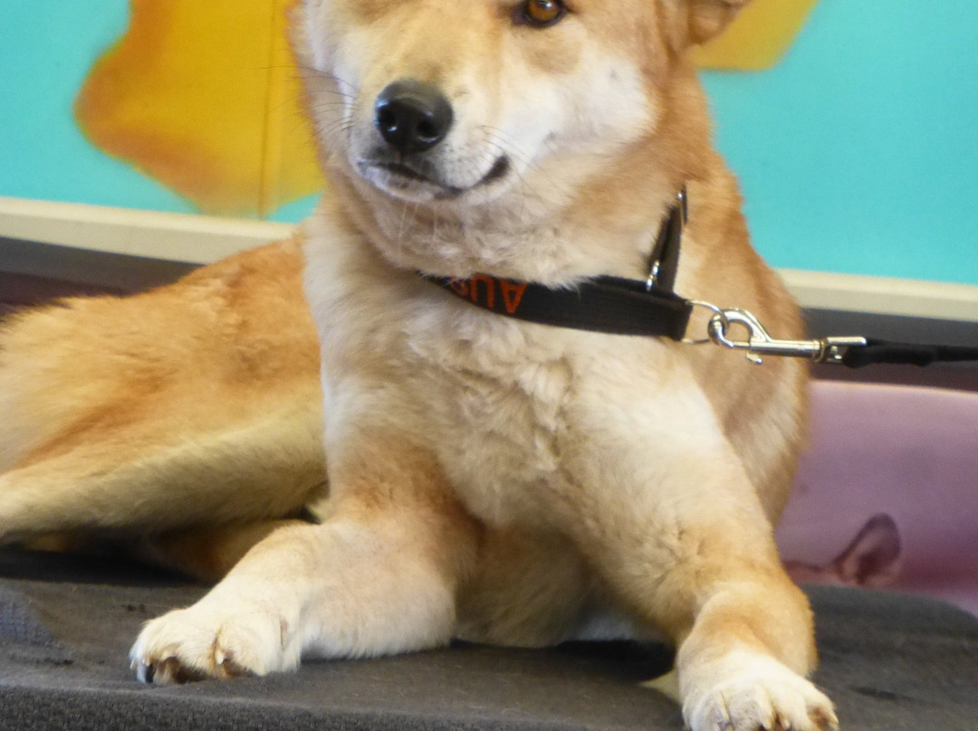 Dingo Discovery Sanctuary and Research Centre-Toolern Vale必去景点