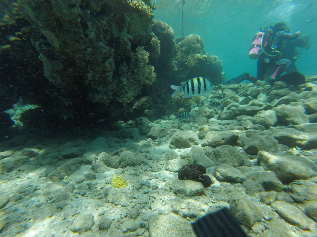 Shulamit's Eilat Diving Adventures景点图片